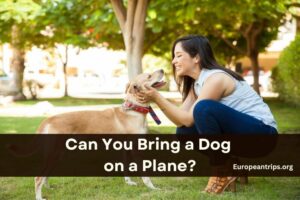 Can You Bring a Dog on a Plane